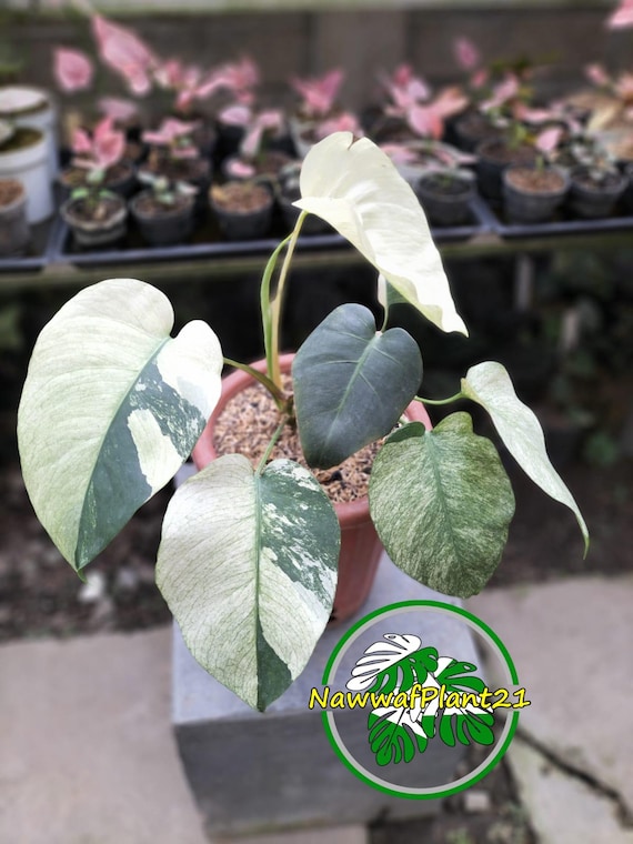 Monstera White Mint Variegated Lush Leaf Real Picture - Etsy
