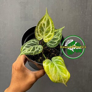 Anthurium Silver Tiger - Etsy