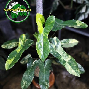 Real Picture Philodendron Paraiso Verde X Florida Beauty Variegated Size Large