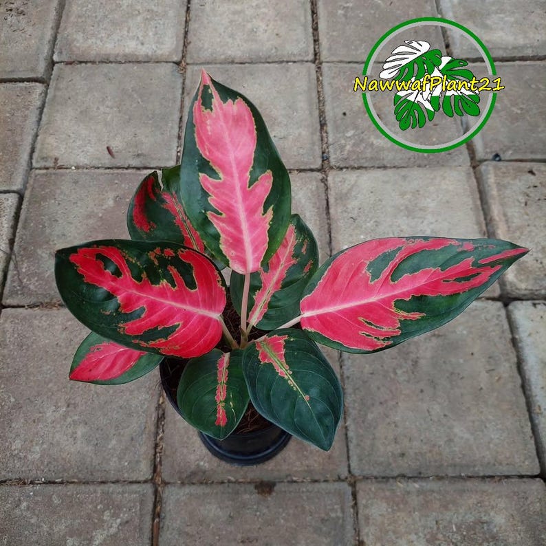 Aglaonema Hello Kitty Mature Plant