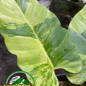Real Pick Plant Philodendron Jungle Fiver Variegated Size Large
