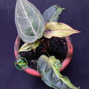 agave alternative Non-Alcoholic Tequila Alternative