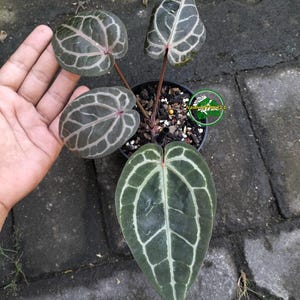 May include: An Anthurium crystallinum plant in a black pot with dark green, heart-shaped leaves featuring prominent, light-colored veins. The plant has four distinct leaves and reddish stems. A green circular logo with the text Nawwa Plant 2.1 is visible.