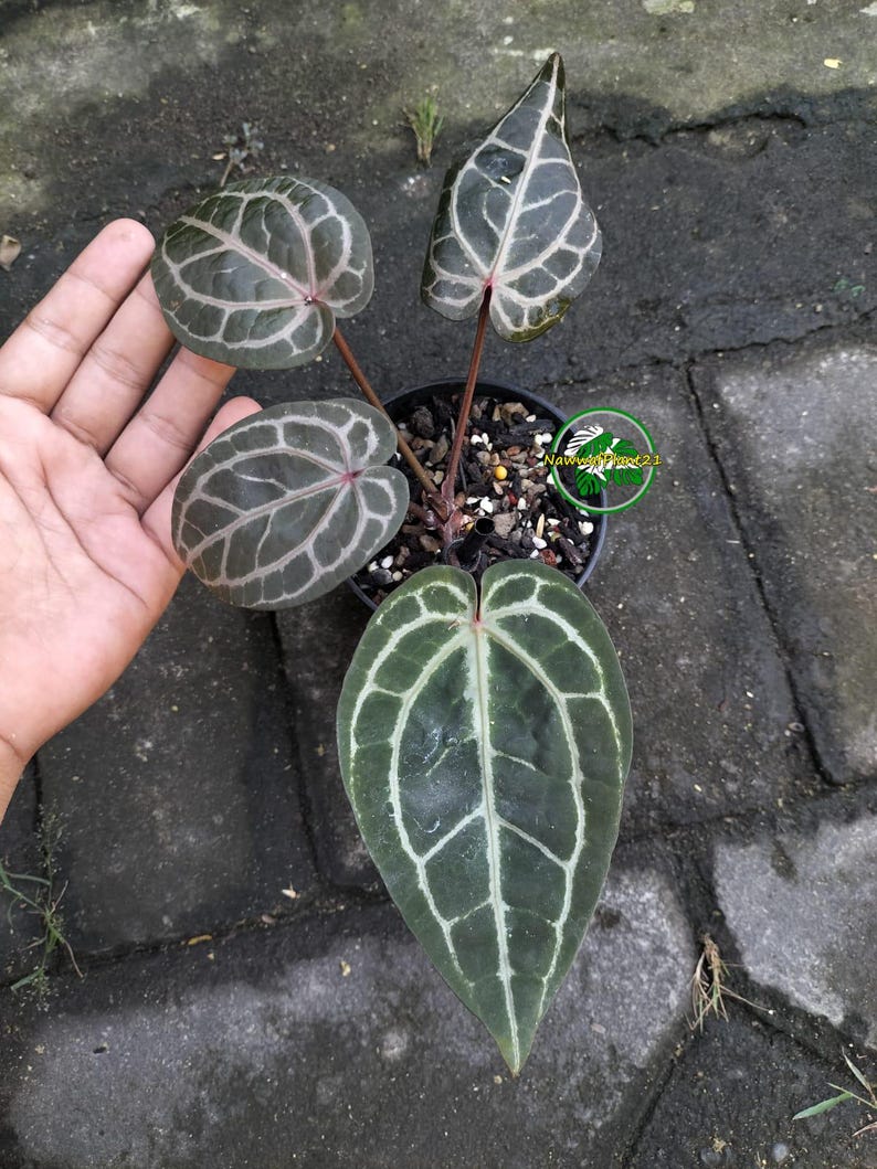 May include: An Anthurium crystallinum plant in a black pot with dark green, heart-shaped leaves featuring prominent, light-colored veins. The plant has four distinct leaves and reddish stems. A green circular logo with the text Nawwa Plant 2.1 is visible.