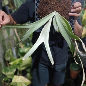 Platycerium Willincki Silver Gatel (Imagen real de la planta)