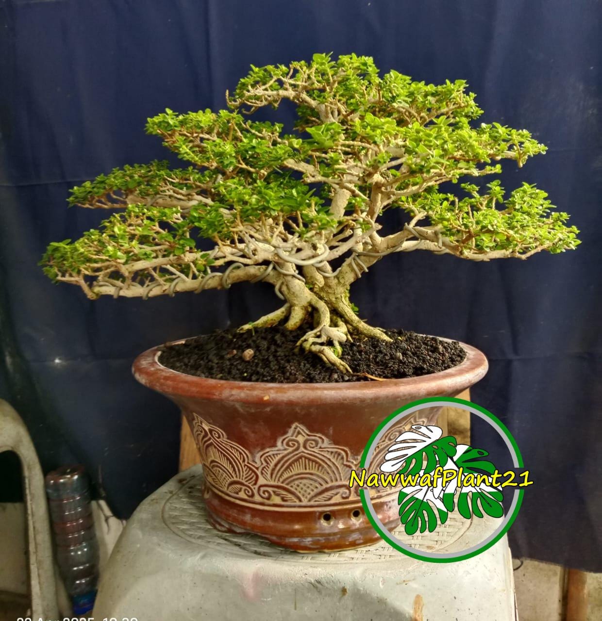 Bonsai Sancang Formal Gurita Real Pict