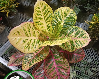 植物検疫証明書 - Etsy 日本
