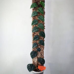 Könnte beinhalten: Eine Topfpflanze Scindapsus pictus 'Hush' mit dunkelgrünen, gesprenkelten Blättern, die an einer braunen Moosstange hochklettern. Die Pflanze steht in einem durchsichtigen Plastiktopf mit einem orangefarbenen Etikett "Scindapsus Hush".