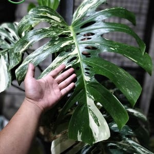 Puede incluir: Primer plano de una hoja de planta de Monstera variegada, que muestra patrones verdes oscuros y blancos. La hoja tiene agujeros característicos, o fenestraciones. La planta es una planta de interior popular, conocida por su follaje único.
