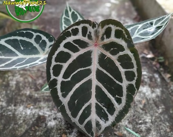 Plant Anthurium Red Crystallinum Real Picture