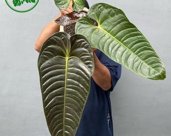 Real Pict Anthurium Veitchii Black Hybrid Big Size