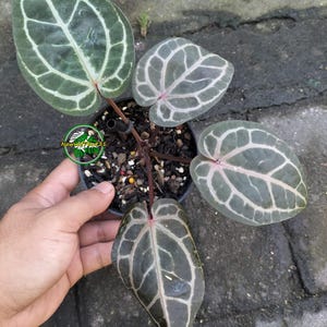 May include: An Anthurium crystallinum plant in a black plastic pot with four dark green, heart-shaped leaves featuring prominent, light-colored, white veins and reddish-pink stems. A small circular logo with the text NawwPlant21 is visible.