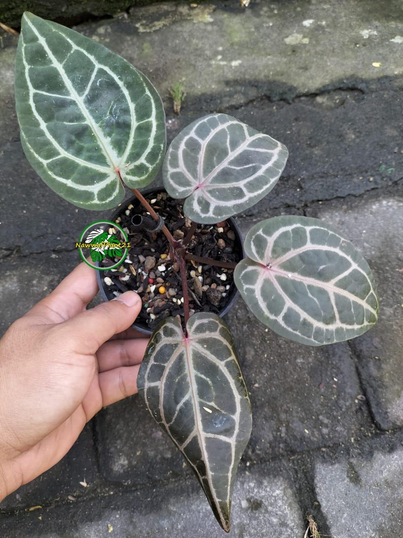 May include: An Anthurium crystallinum plant in a black plastic pot with four dark green, heart-shaped leaves featuring prominent, light-colored, white veins and reddish-pink stems. A small circular logo with the text NawwPlant21 is visible.