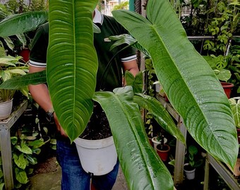 Philodendron Sharoniae 2 Pot (ALL PLANTS Require You to Purchase 2  Plants!) - Etsy