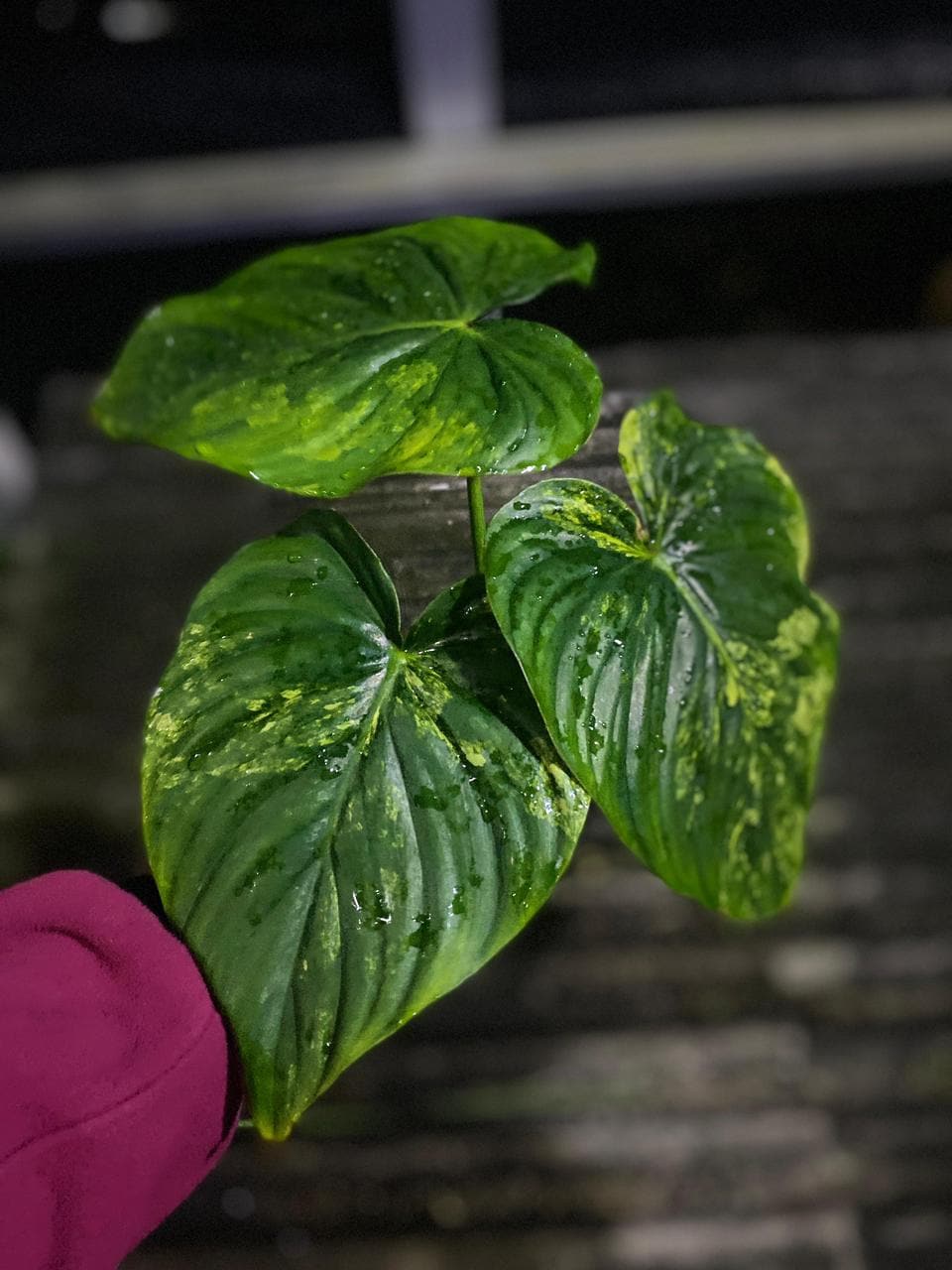 philodendron emerald king 4