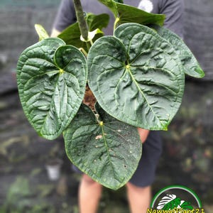 monstera plant soil Monstera Deliciosa Swiss Cheese Plant Seeds