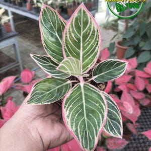 Op de afbeelding: Een close-up van een potplant met grote, groene bladeren met roze randen en witte nerven. De plant wordt in een hand gehouden, met andere planten zichtbaar op de achtergrond. De plant heeft de tekst "NawwafPlant21" in een groene cirkel.