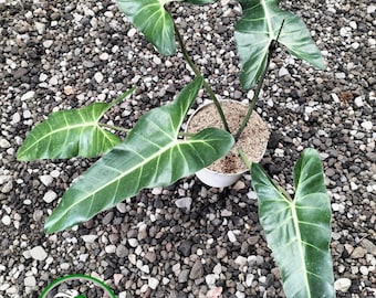 passiflora plants Passion Flower ‘Vanessa’ For Sale – Logee's Plants