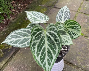 Anthurium KOS Butterfly Mature Live Plant Original Photo - Etsy