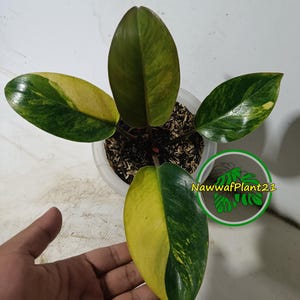 Original Photo Philodendron Yellow Congo Variegated Free Phytosanitary Certificate