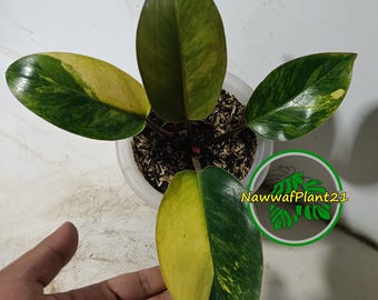 植物検疫証明書 - Etsy 日本