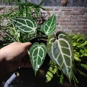 Anthurium zara x anthurium michelle - Etsy 日本