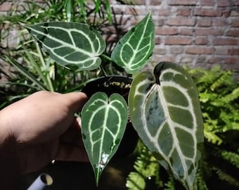 Anthurium Michelle Zara X (bess X BVEP 'felix') Seedling - Etsy