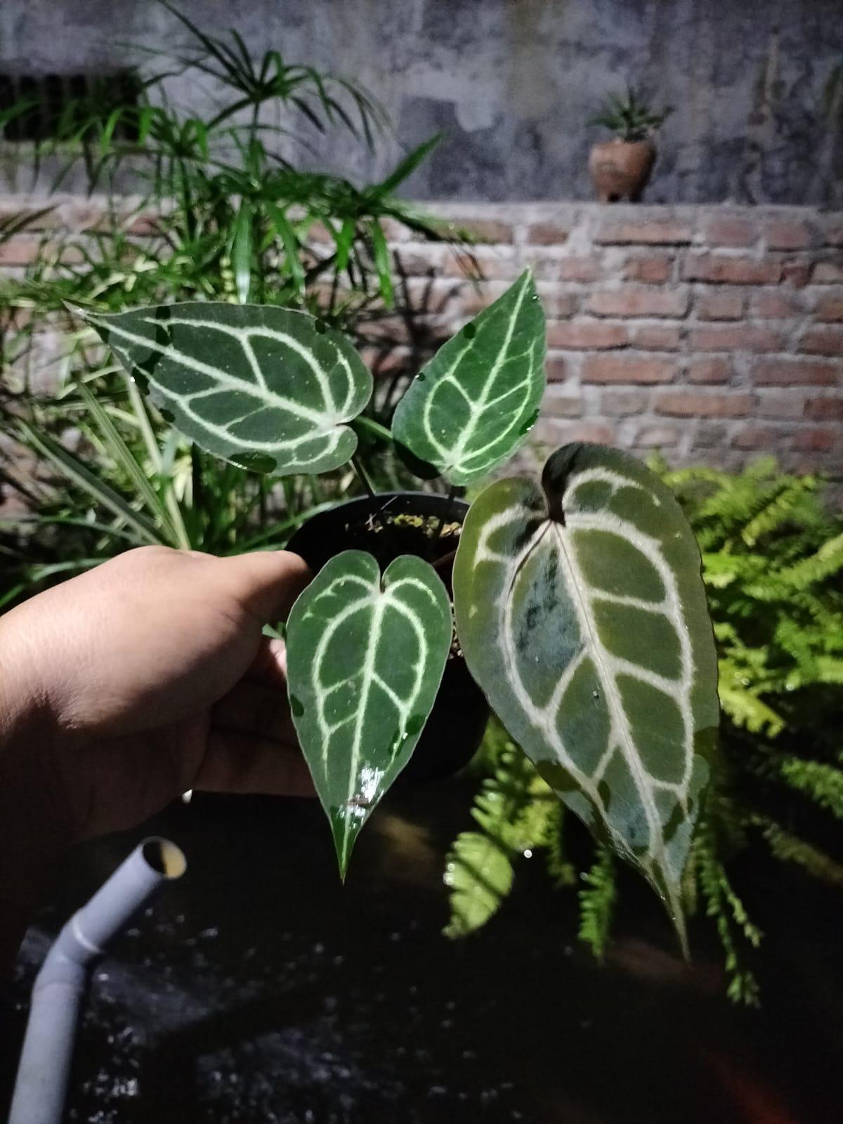 Anthurium zara x anthurium michelle - Etsy 日本