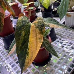Anthurium Dorito - Etsy