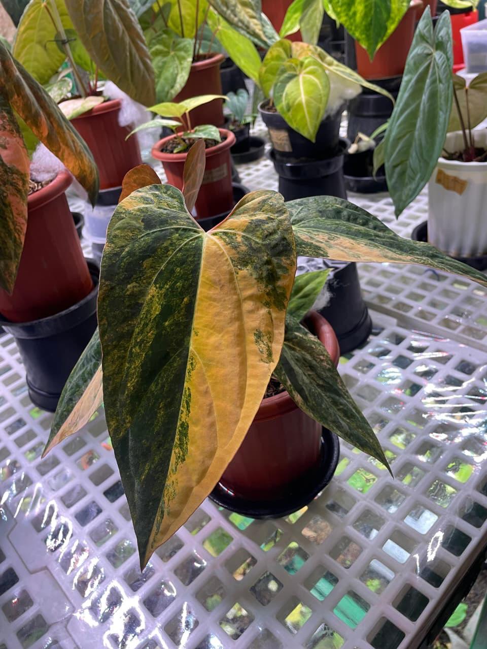 Anthurium Dorito - Etsy