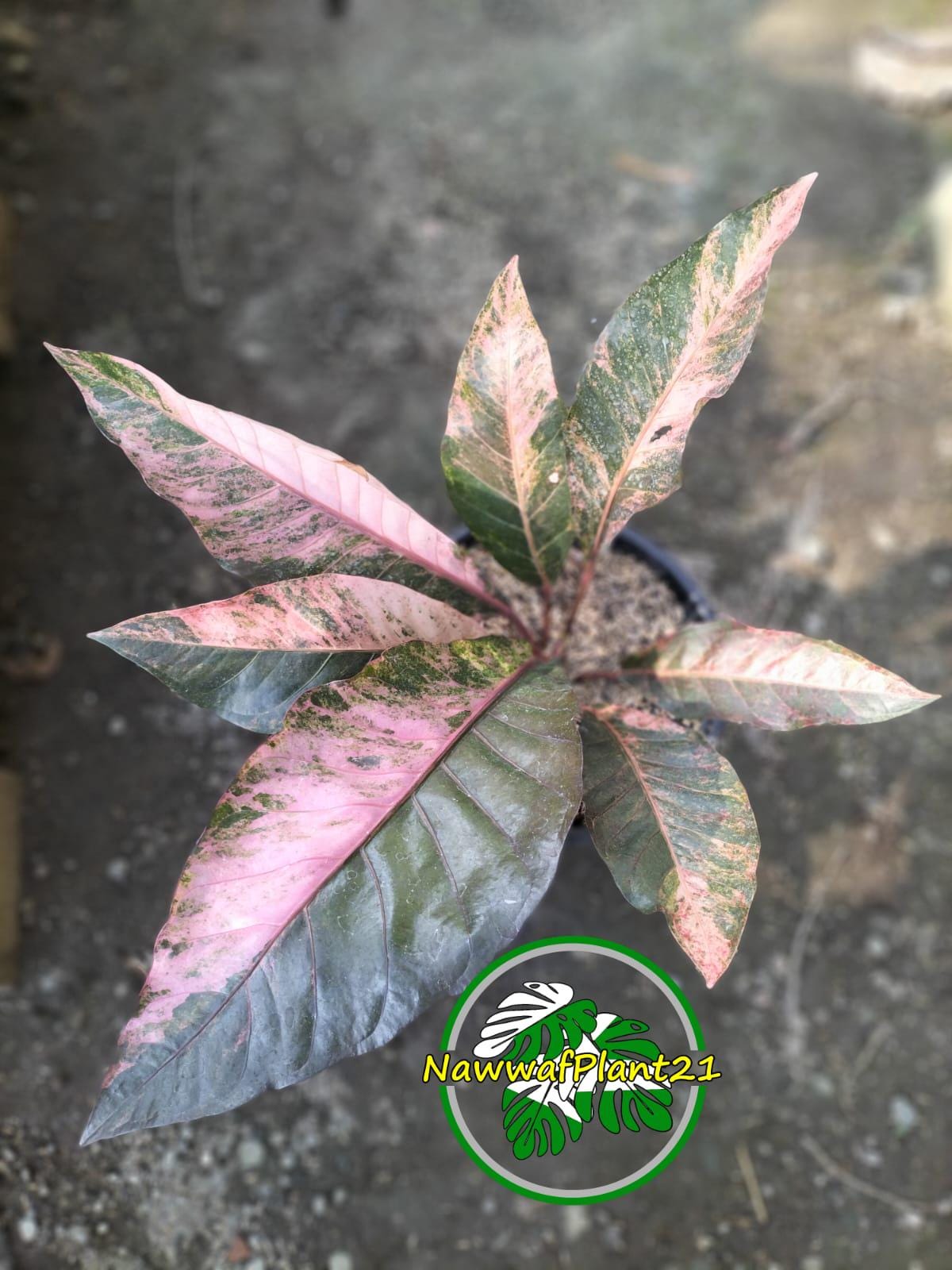 Anthurium Hookeri Pink Variegated Real Picture Size Large - Etsy