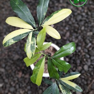 Philodendron Goeldii Variegated - Etsy