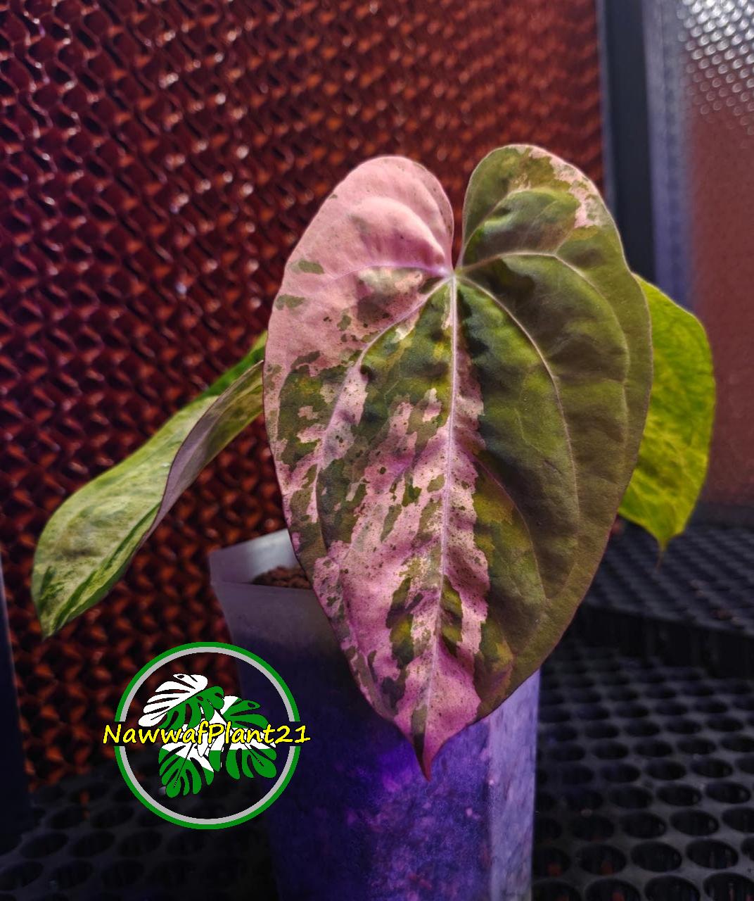 Anthurium dark phoenix - Etsy 日本