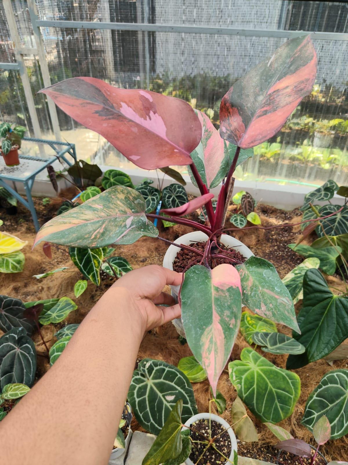Philodendron princess of fire - Etsy 日本