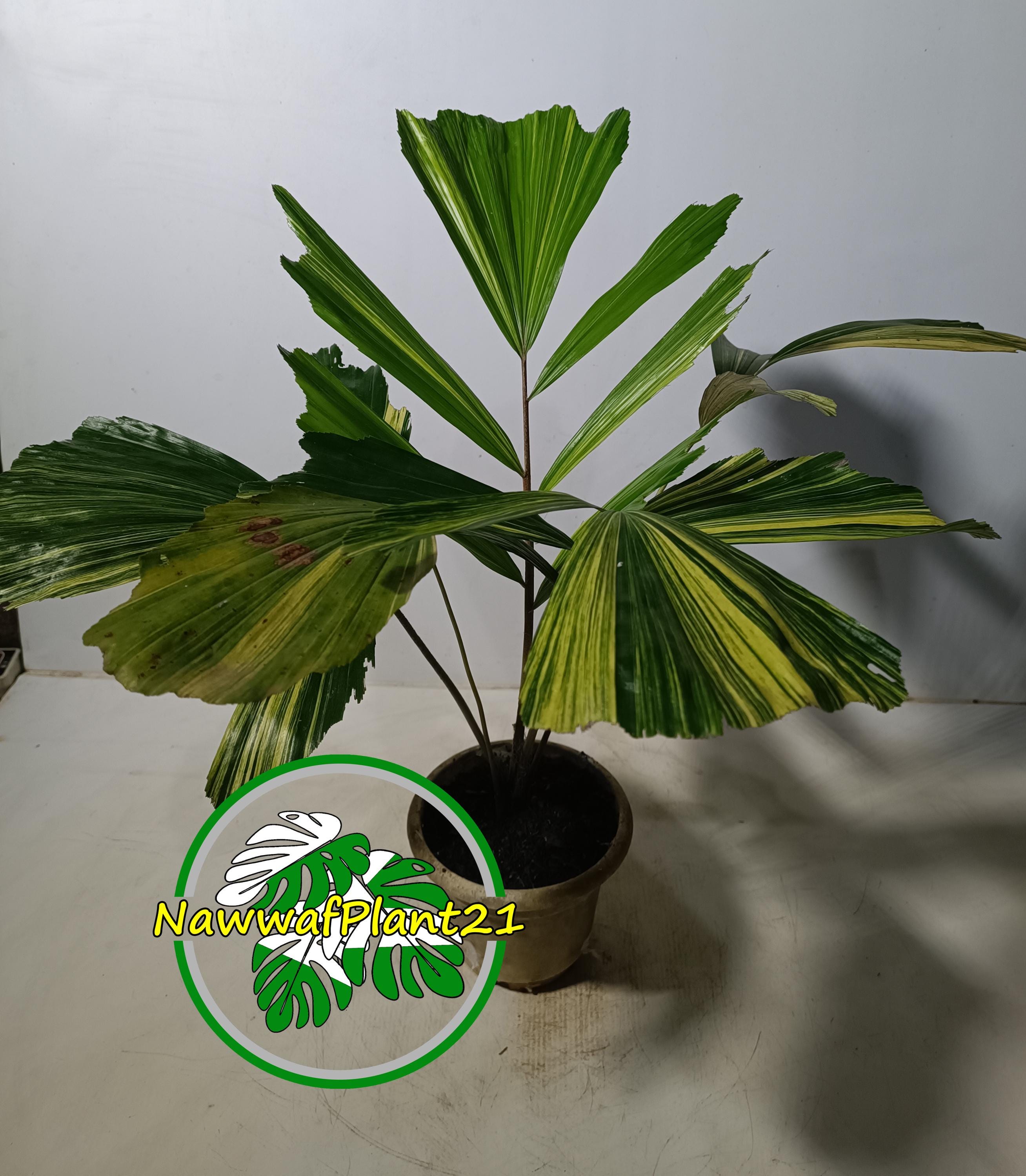 Plant Palm Caryota Mitis Variegated - Etsy