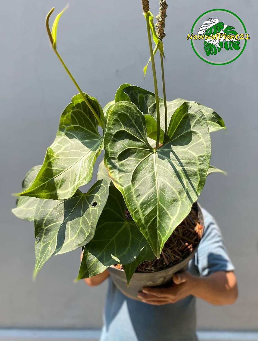 Large Anthurium Clarinervium - Etsy
