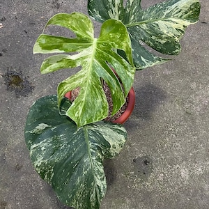 Monstera Oceana - Etsy