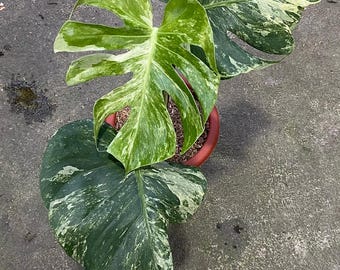 Planta Monstera Deliciosa Oceana variegada, de tres hojas (certificado fitosanitario). Fotografía real.