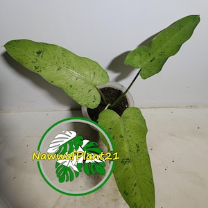 Puede incluir: Una pequeña planta en maceta con hojas variegadas blancas y verdes. La planta está en una maceta blanca con tierra marrón. La planta está etiquetada como "NawwafPlant21".