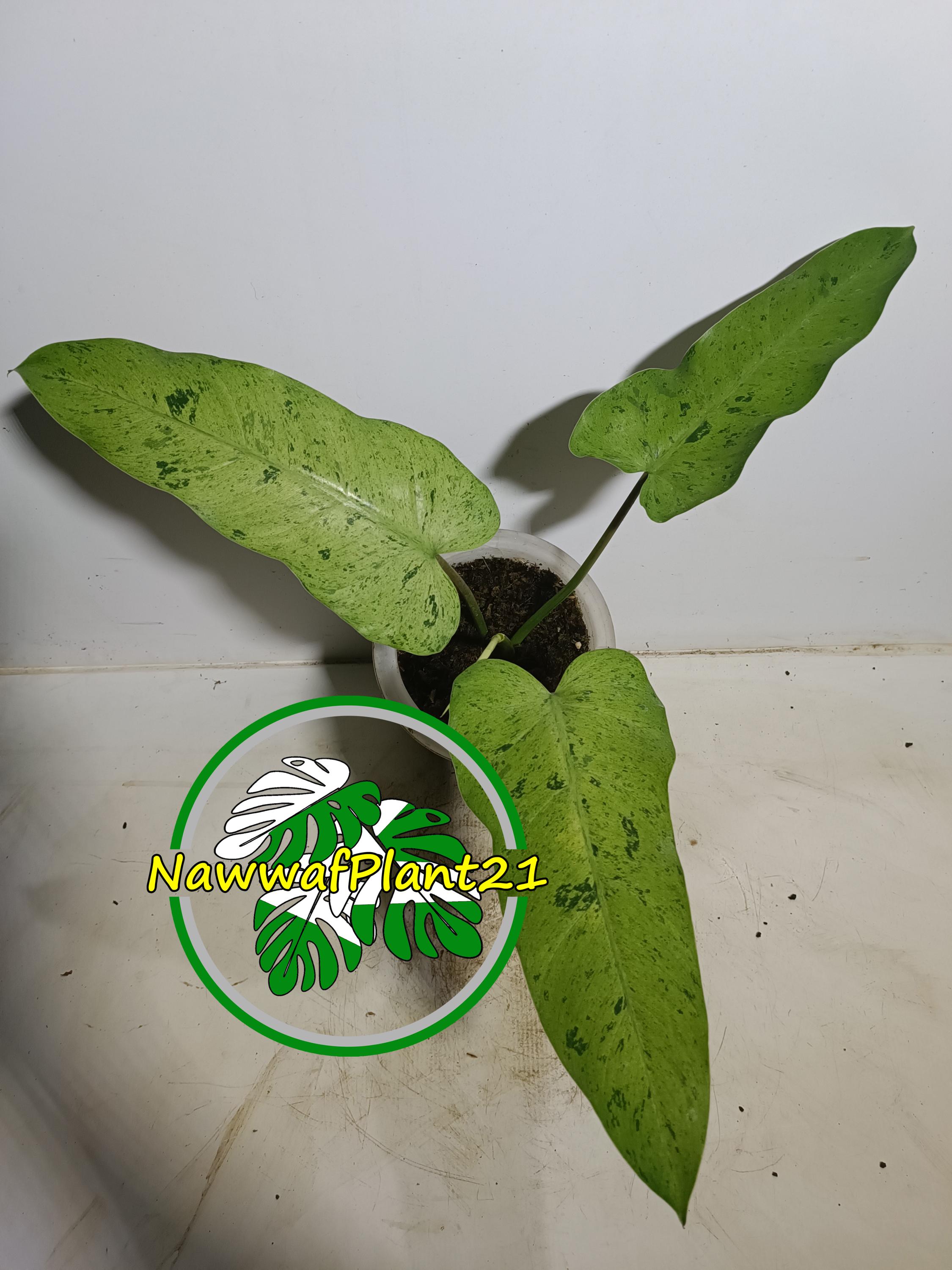 Philodendron Whipple Way Variegated - Etsy Israel
