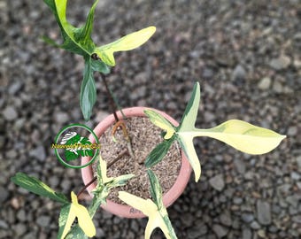 Philodendron Florida Beauty x Ring of Fire Variegated, mogen växt