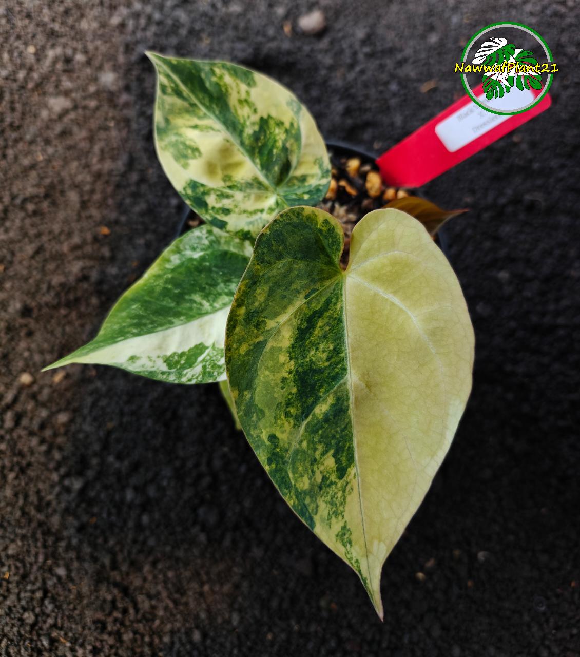 Anthurium dressleri - Etsy 日本