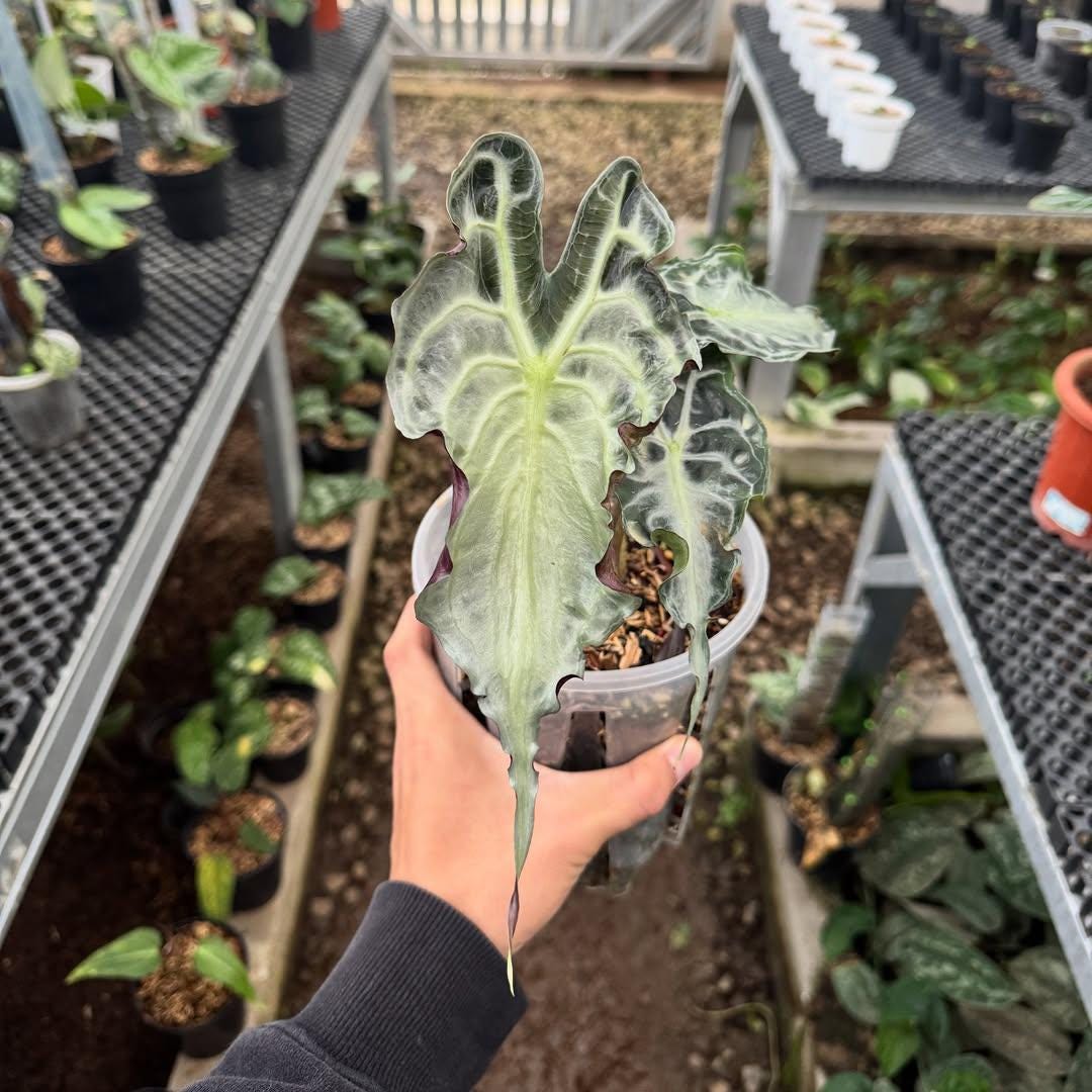 Variegated rhaphidophora - Etsy 日本