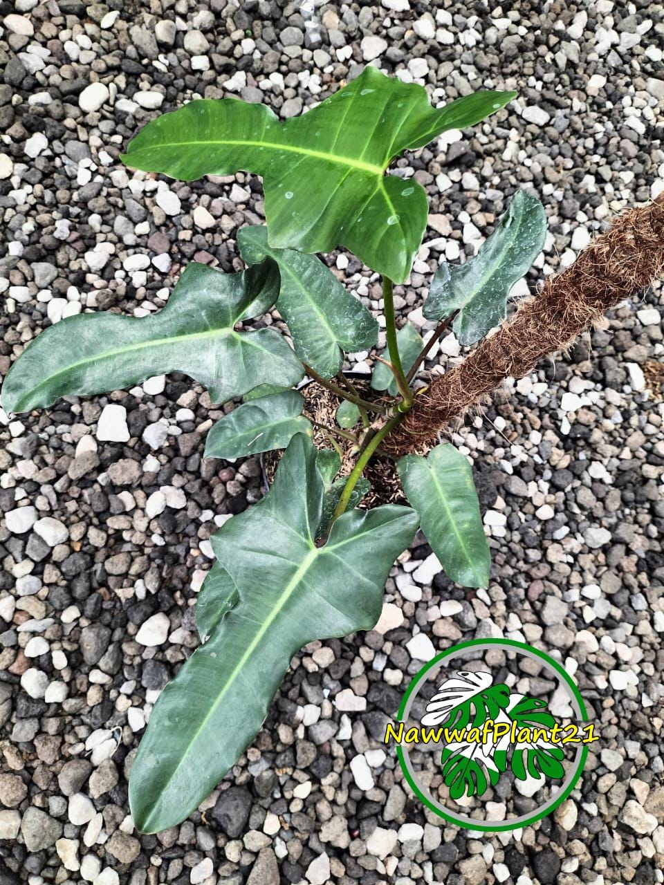 大　フィロデンドロン　 philodendron Brown Beauty Philodendron Brown Beauty Real Picture - Etsy Canada