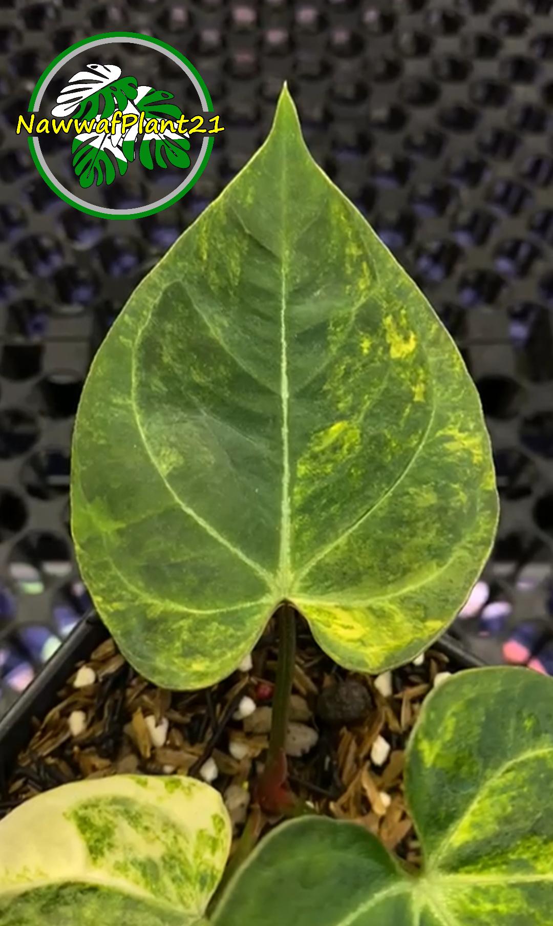 Anthurium Kingb of Spades X Portillae Variegated Mature Real