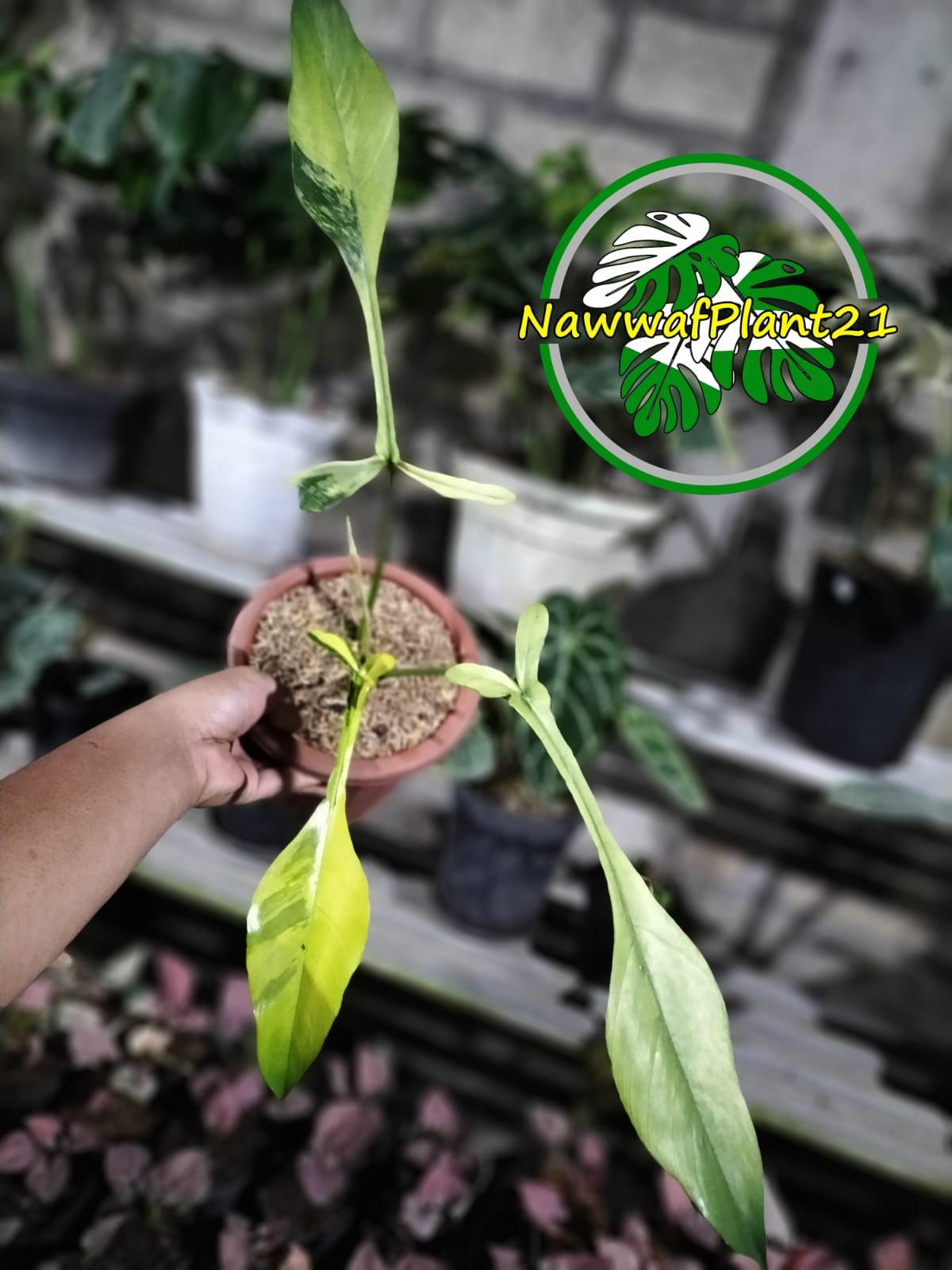 Philodendron Variegated Joepii - Etsy