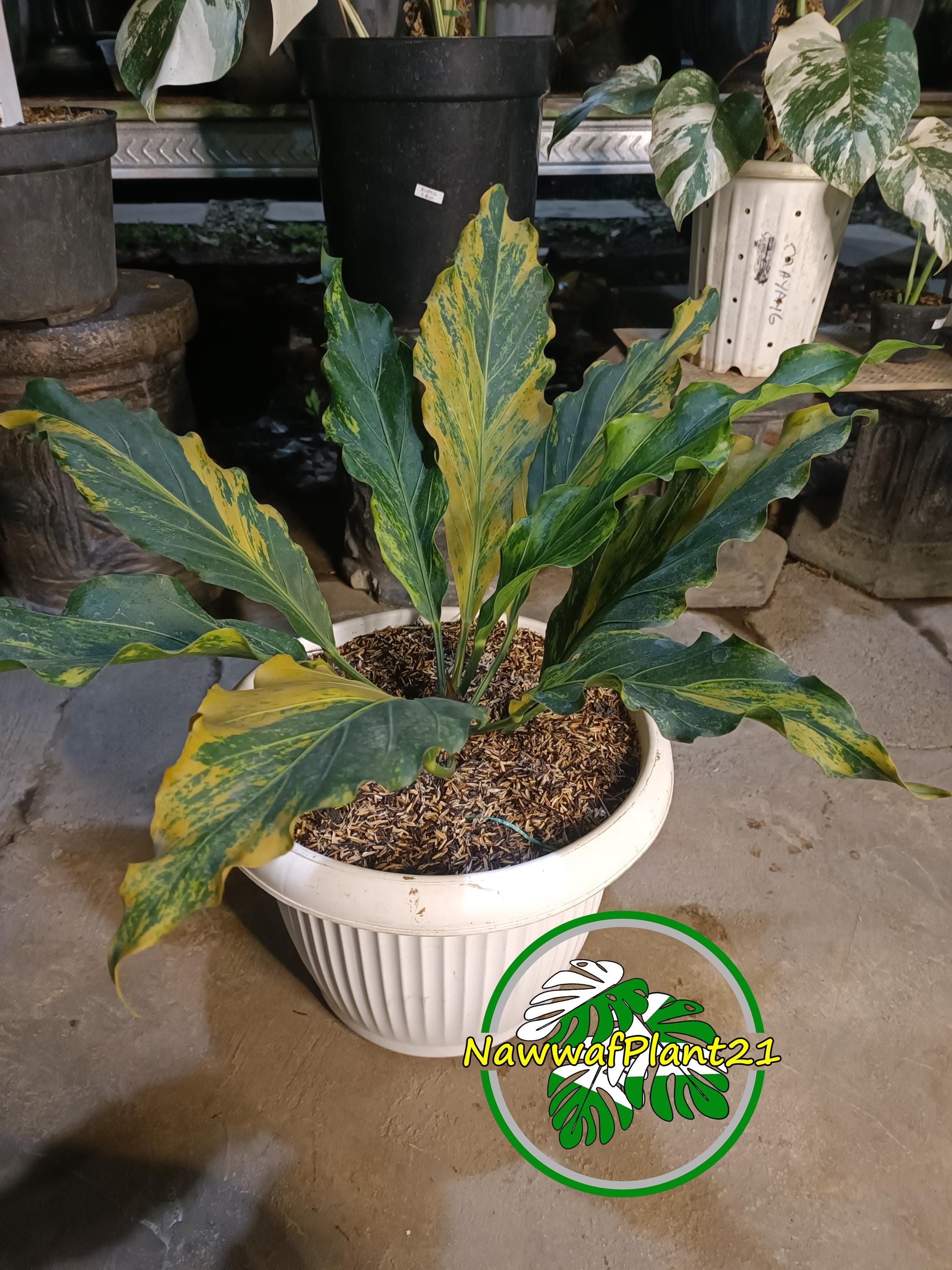 Variegated Anthurium Plowmanii Real Picture Plant - Etsy Israel