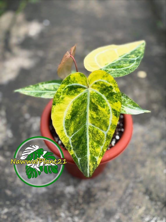 Anthurium Golden Sunrise X King of Spades Variegated Mature Real Picture  Indoor Plant - Etsy