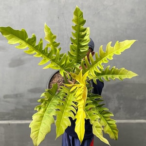 Philodendron Golden Saw - Etsy