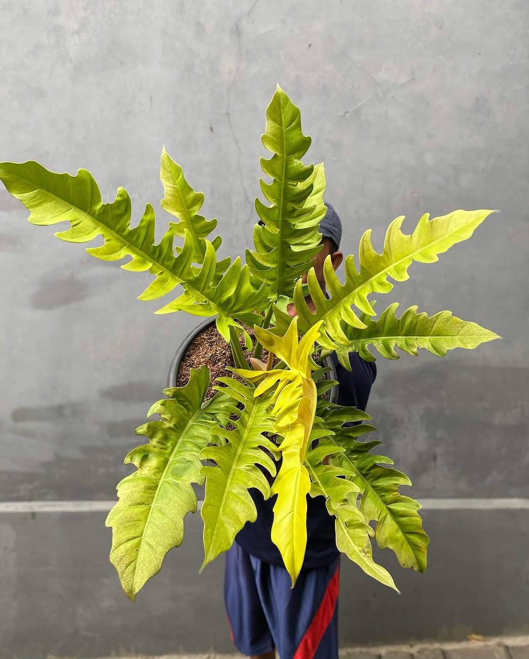 curry plant helichrysum italicum Curry Plant Helichrysum italicum — Gingers greenhouse